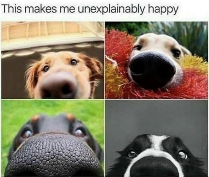 88 Wholesome Animal Memes To Make You Forget Your Worries For A While (New Pics)
