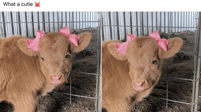 88 Wholesome Animal Memes To Make You Forget Your Worries For A While (New Pics)