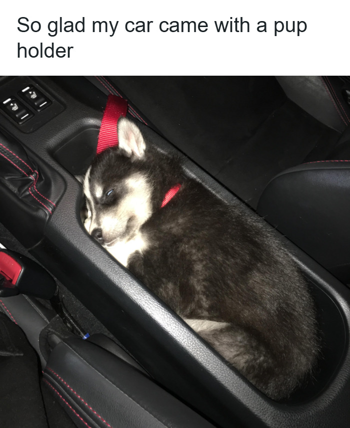 88 Wholesome Animal Memes To Make You Forget Your Worries For A While (New Pics)