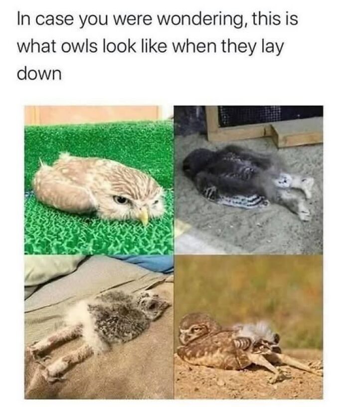 88 Wholesome Animal Memes To Make You Forget Your Worries For A While (New Pics)