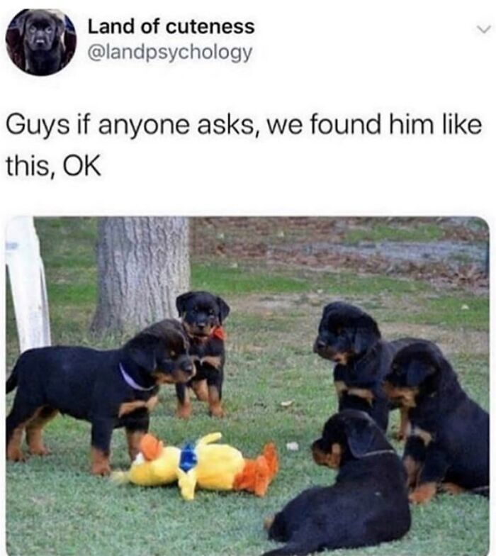 88 Wholesome Animal Memes To Make You Forget Your Worries For A While (New Pics)