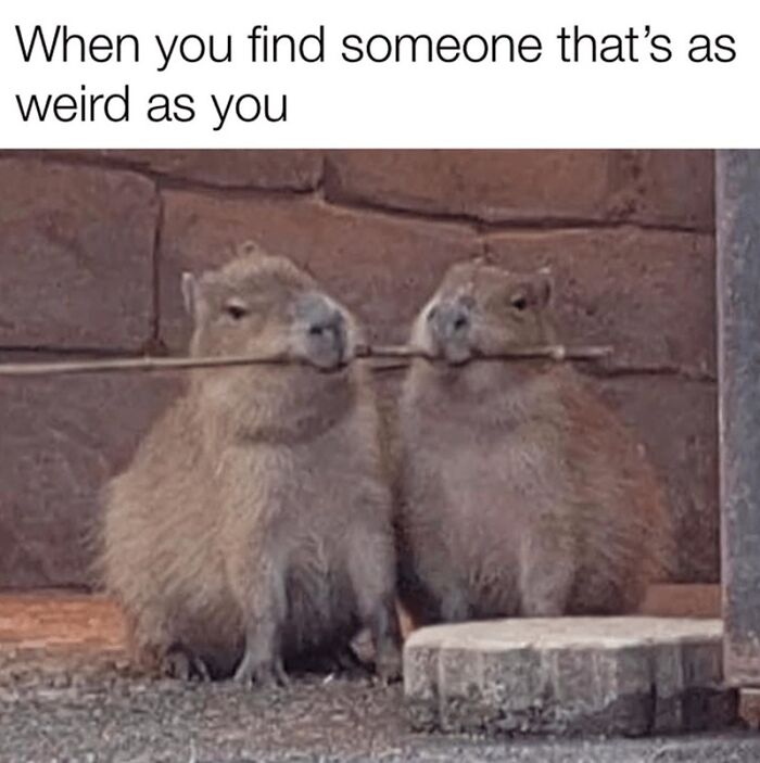 88 Wholesome Animal Memes To Make You Forget Your Worries For A While (New Pics)