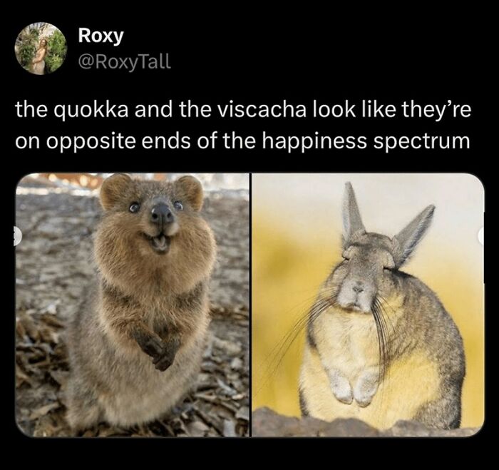 88 Wholesome Animal Memes To Make You Forget Your Worries For A While (New Pics)