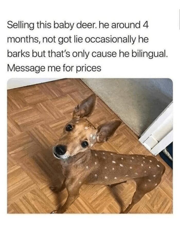 88 Wholesome Animal Memes To Make You Forget Your Worries For A While (New Pics)