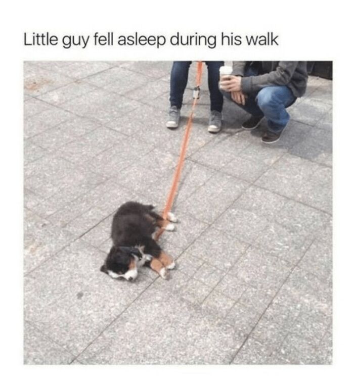 88 Wholesome Animal Memes To Make You Forget Your Worries For A While (New Pics)