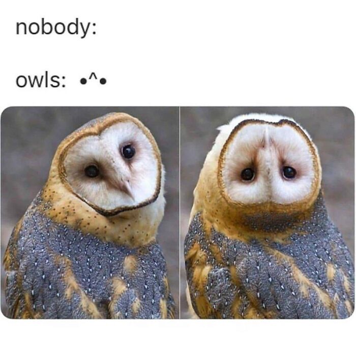88 Wholesome Animal Memes To Make You Forget Your Worries For A While (New Pics)