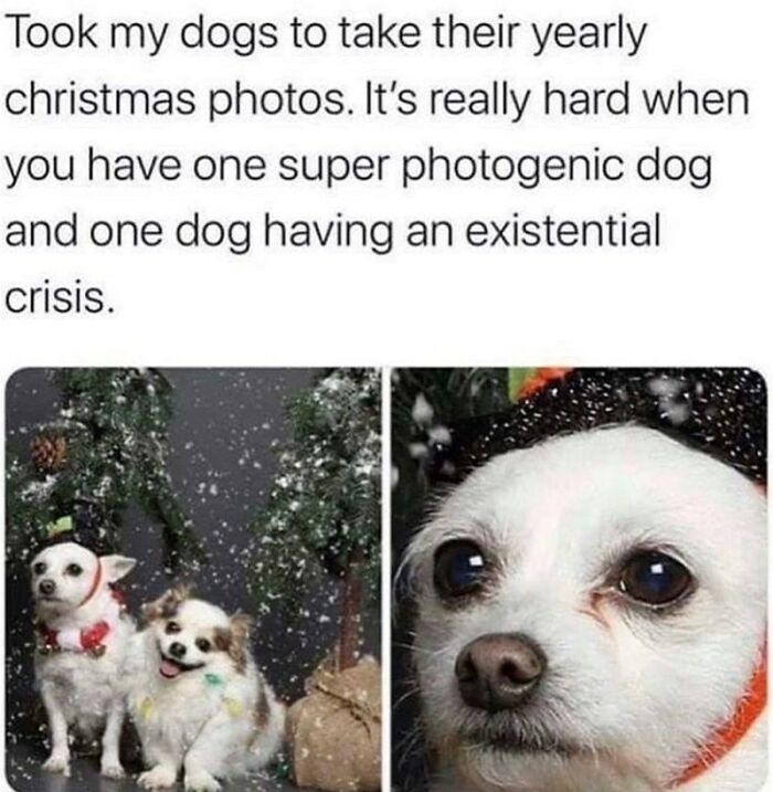88 Wholesome Animal Memes To Make You Forget Your Worries For A While (New Pics)