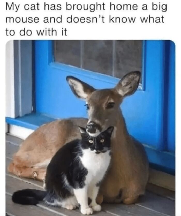 88 Wholesome Animal Memes To Make You Forget Your Worries For A While (New Pics)