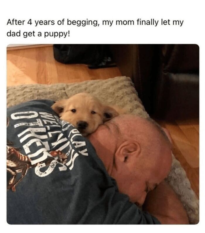 88 Wholesome Animal Memes To Make You Forget Your Worries For A While (New Pics)