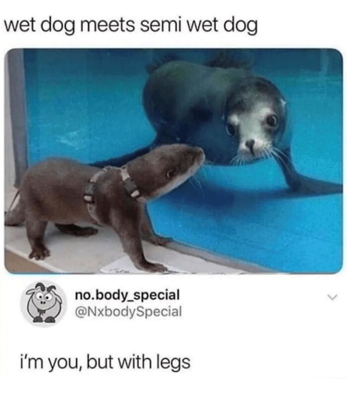 88 Wholesome Animal Memes To Make You Forget Your Worries For A While (New Pics)