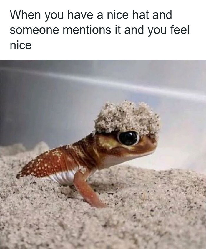 88 Wholesome Animal Memes To Make You Forget Your Worries For A While (New Pics)