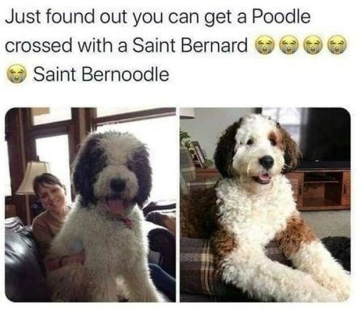88 Wholesome Animal Memes To Make You Forget Your Worries For A While (New Pics)