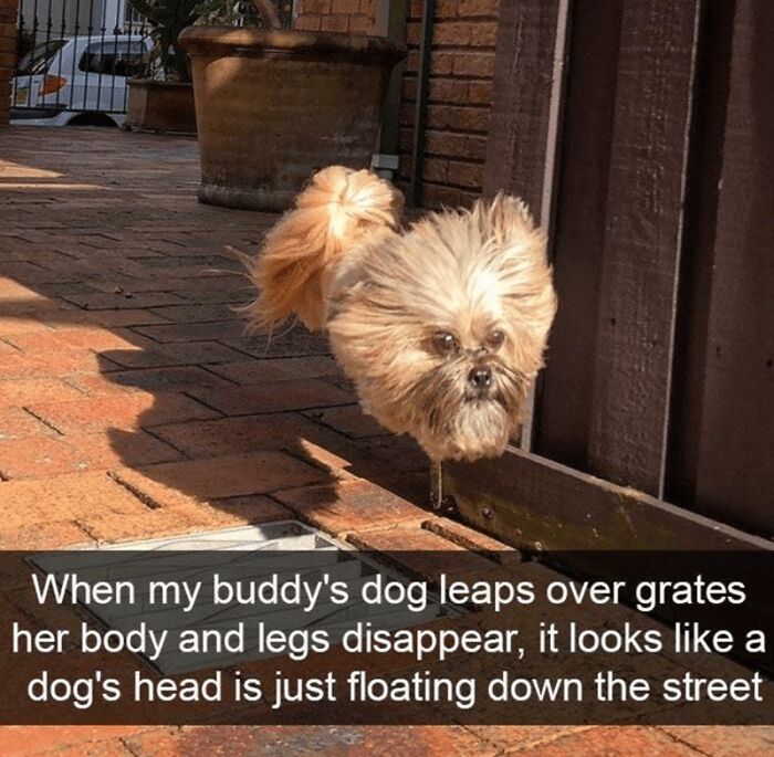 88 Wholesome Animal Memes To Make You Forget Your Worries For A While (New Pics)