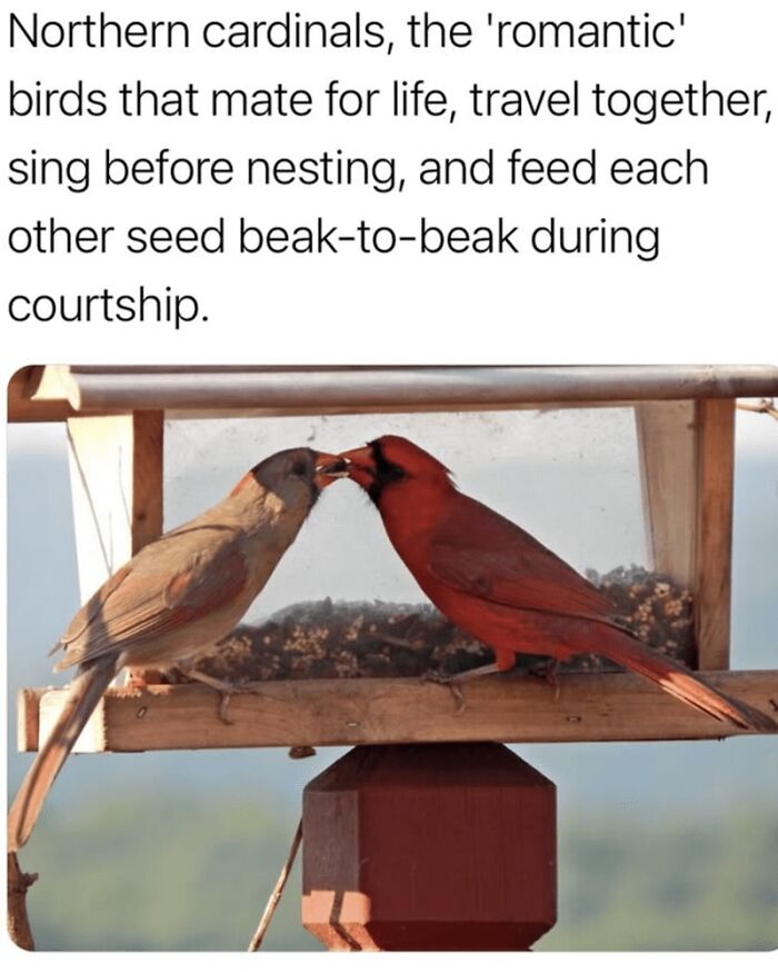 88 Wholesome Animal Memes To Make You Forget Your Worries For A While (New Pics)