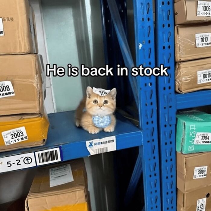 88 Wholesome Animal Memes To Make You Forget Your Worries For A While (New Pics)