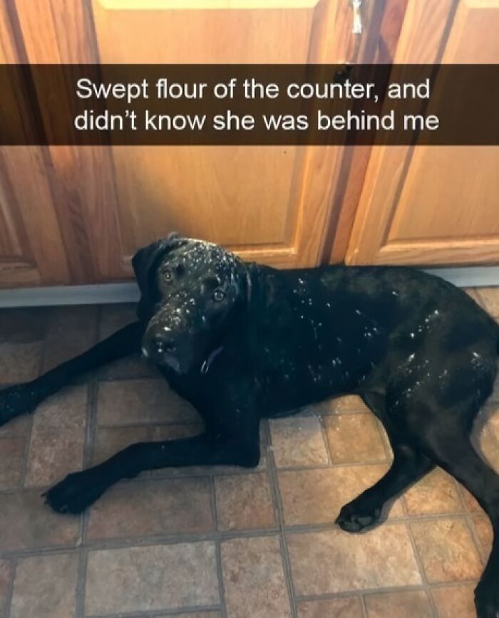 88 Wholesome Animal Memes To Make You Forget Your Worries For A While (New Pics)