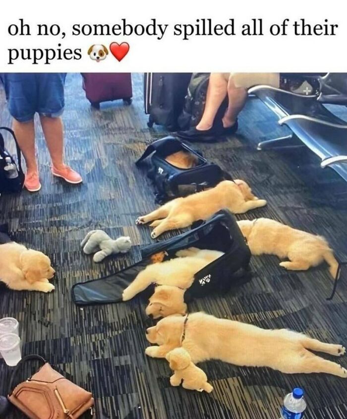 88 Wholesome Animal Memes To Make You Forget Your Worries For A While (New Pics)