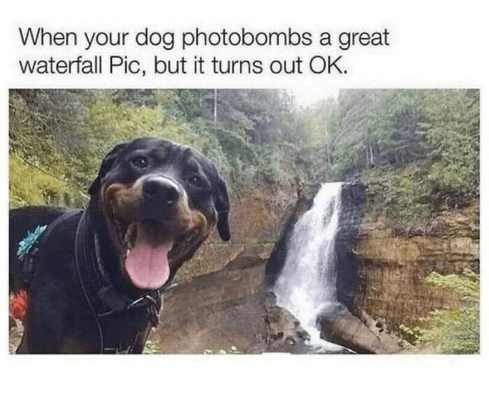 88 Wholesome Animal Memes To Make You Forget Your Worries For A While (New Pics)