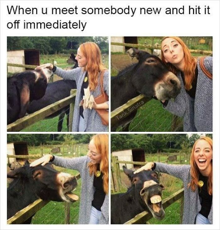 88 Wholesome Animal Memes To Make You Forget Your Worries For A While (New Pics)