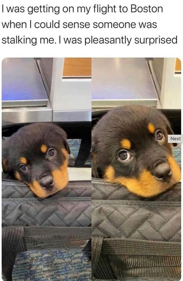 88 Wholesome Animal Memes To Make You Forget Your Worries For A While (New Pics)