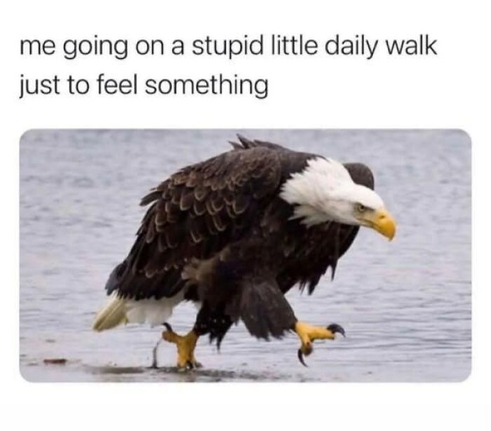 88 Wholesome Animal Memes To Make You Forget Your Worries For A While (New Pics)
