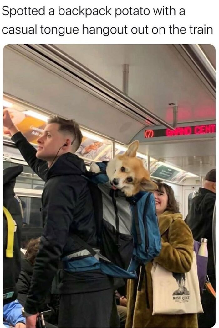 88 Wholesome Animal Memes To Make You Forget Your Worries For A While (New Pics)