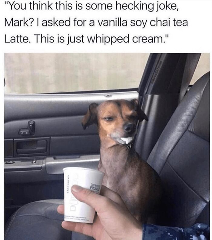 88 Wholesome Animal Memes To Make You Forget Your Worries For A While (New Pics)
