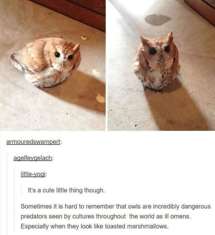 88 Wholesome Animal Memes To Make You Forget Your Worries For A While (New Pics)