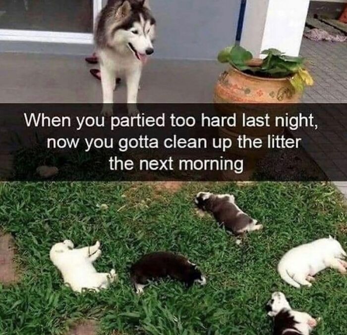 88 Wholesome Animal Memes To Make You Forget Your Worries For A While (New Pics)