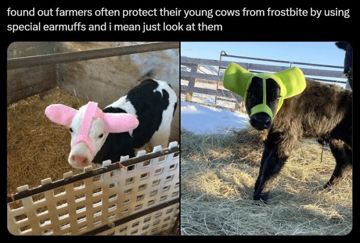 88 Wholesome Animal Memes To Make You Forget Your Worries For A While (New Pics)