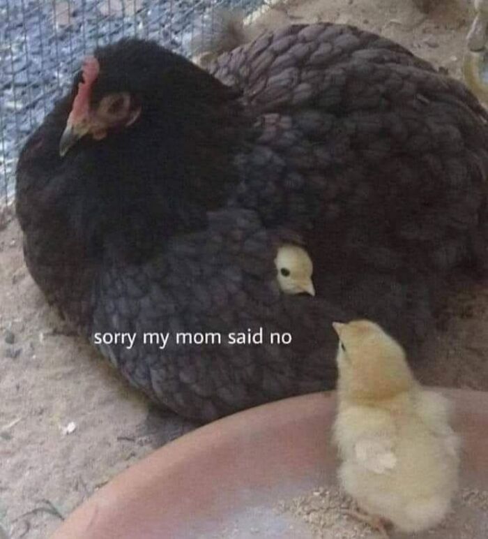 88 Wholesome Animal Memes To Make You Forget Your Worries For A While (New Pics)