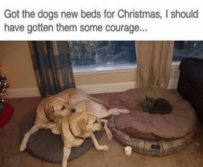 88 Wholesome Animal Memes To Make You Forget Your Worries For A While (New Pics)
