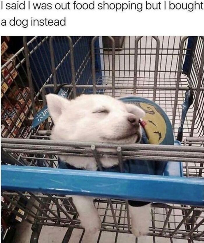 88 Wholesome Animal Memes To Make You Forget Your Worries For A While (New Pics)