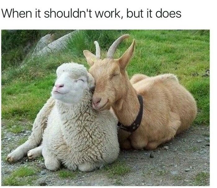 88 Wholesome Animal Memes To Make You Forget Your Worries For A While (New Pics)