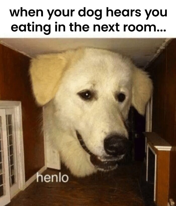 88 Wholesome Animal Memes To Make You Forget Your Worries For A While (New Pics)