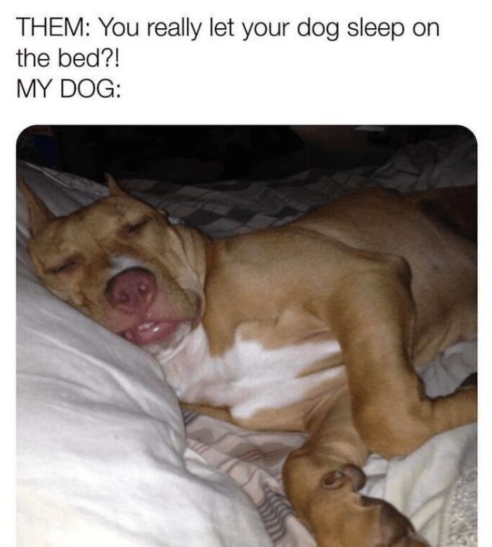 88 Wholesome Animal Memes To Make You Forget Your Worries For A While (New Pics)