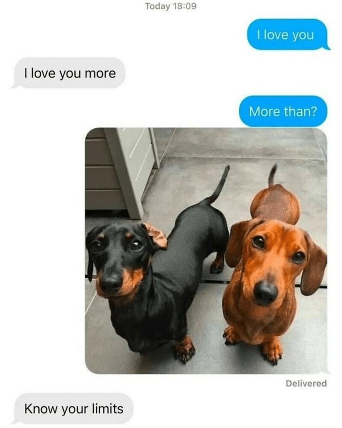 88 Wholesome Animal Memes To Make You Forget Your Worries For A While (New Pics)