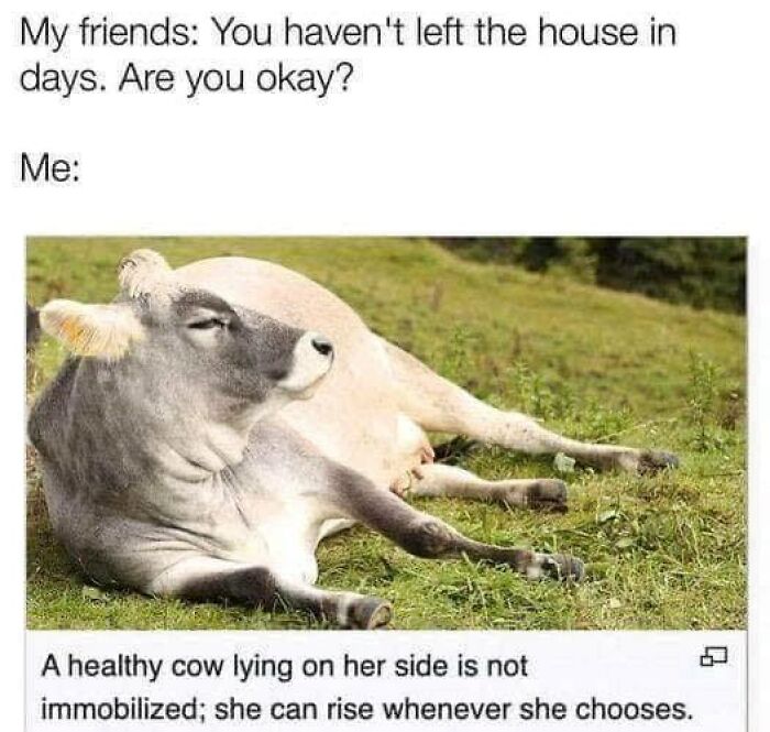 88 Wholesome Animal Memes To Make You Forget Your Worries For A While (New Pics)