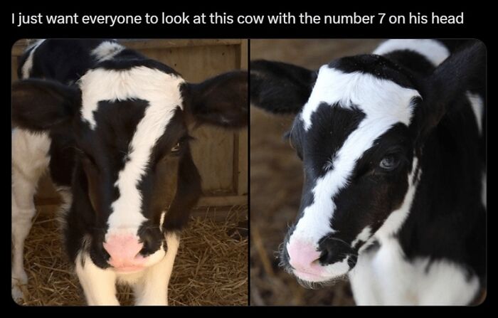 88 Wholesome Animal Memes To Make You Forget Your Worries For A While (New Pics)