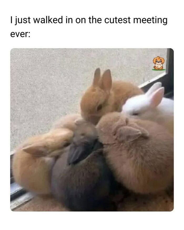 88 Wholesome Animal Memes To Make You Forget Your Worries For A While (New Pics)