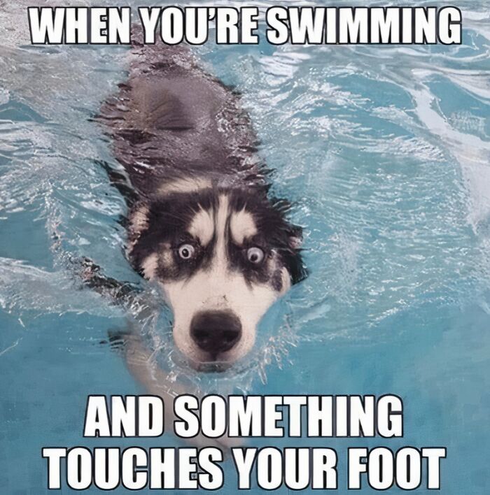 88 Wholesome Animal Memes To Make You Forget Your Worries For A While (New Pics)