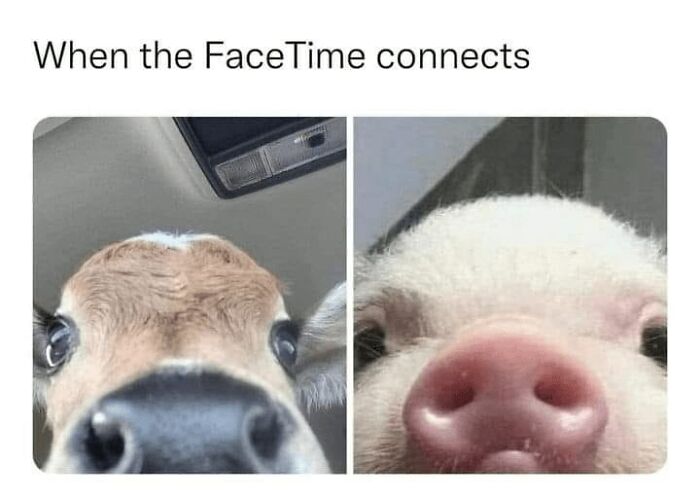 88 Wholesome Animal Memes To Make You Forget Your Worries For A While (New Pics)