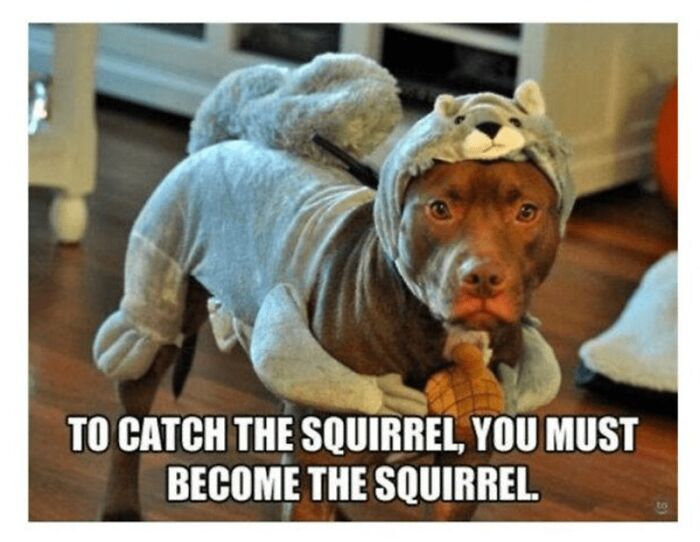 88 Wholesome Animal Memes To Make You Forget Your Worries For A While (New Pics)