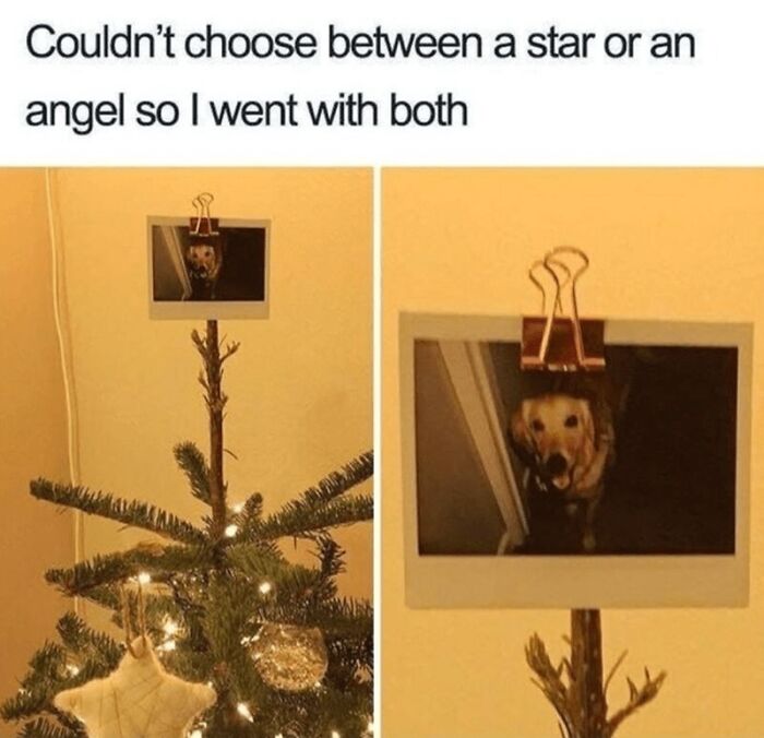 88 Wholesome Animal Memes To Make You Forget Your Worries For A While (New Pics)