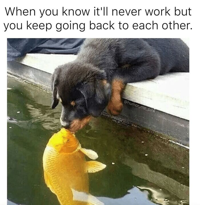 88 Wholesome Animal Memes To Make You Forget Your Worries For A While (New Pics)