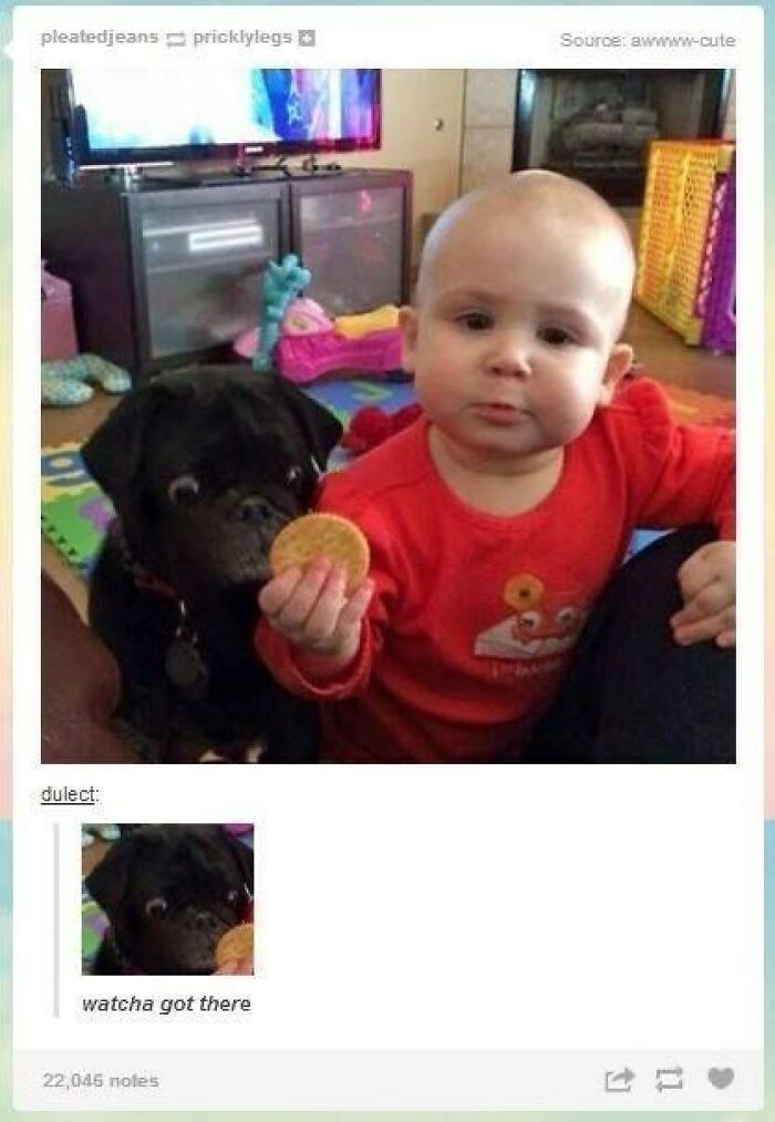 88 Wholesome Animal Memes To Make You Forget Your Worries For A While (New Pics)