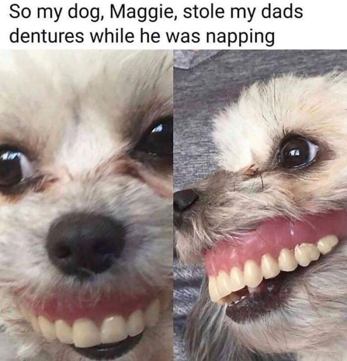 88 Wholesome Animal Memes To Make You Forget Your Worries For A While (New Pics)
