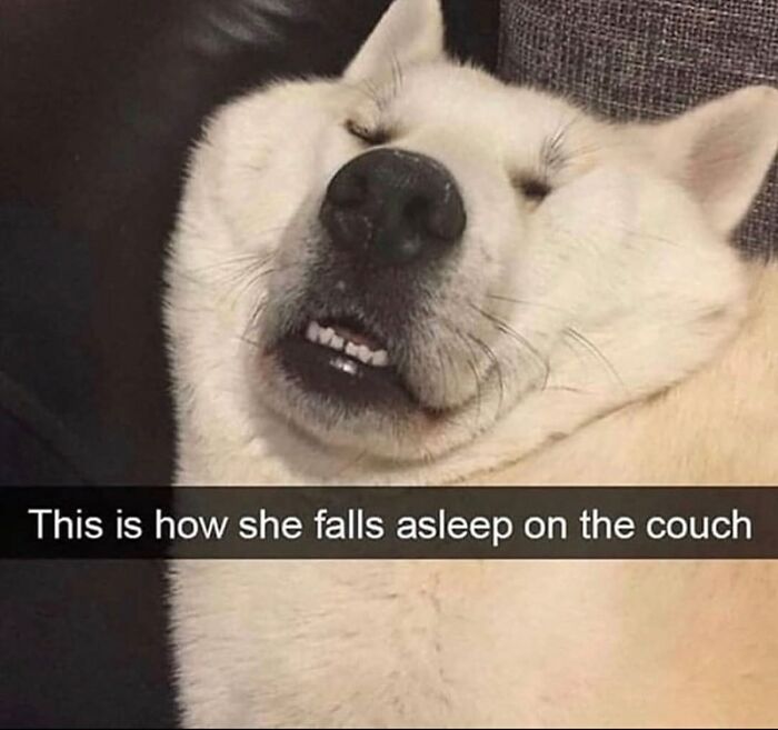 88 Wholesome Animal Memes To Make You Forget Your Worries For A While (New Pics)