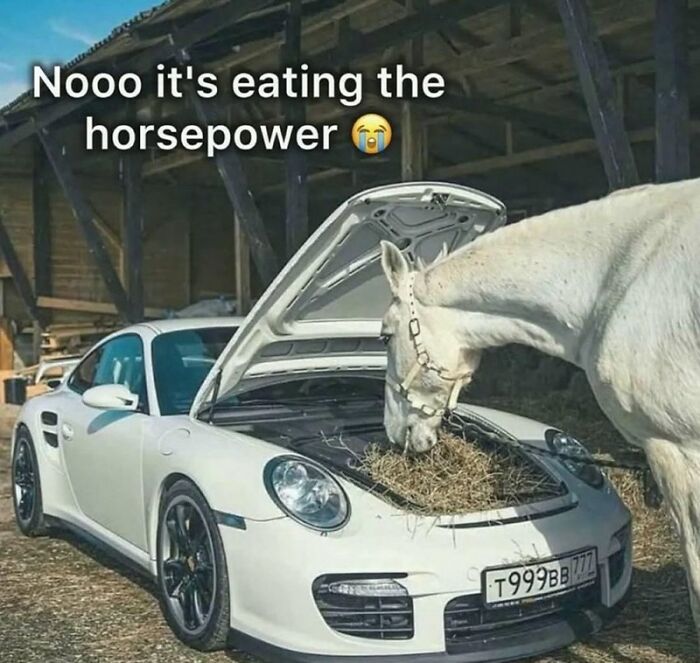 88 Wholesome Animal Memes To Make You Forget Your Worries For A While (New Pics)