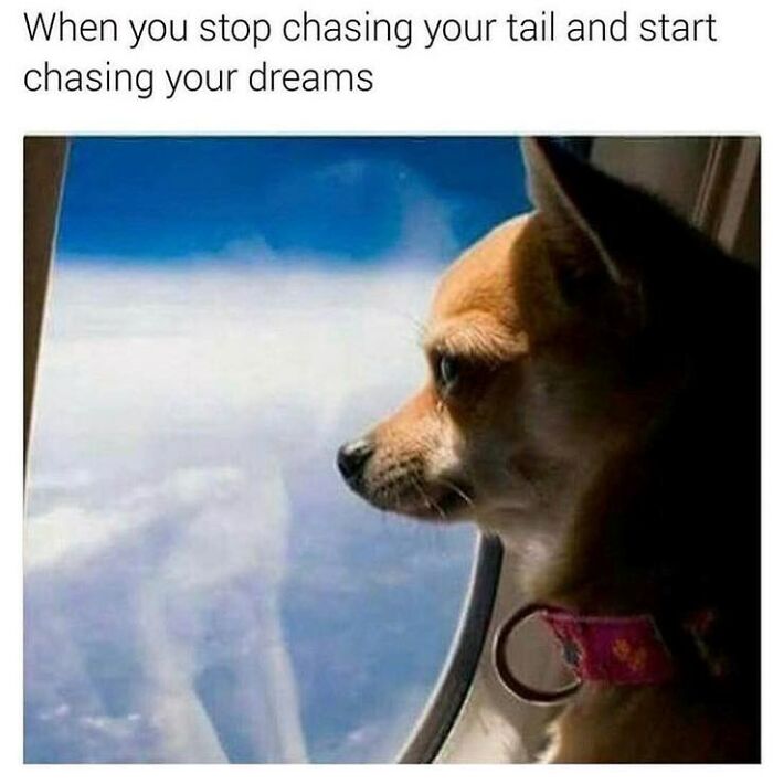 88 Wholesome Animal Memes To Make You Forget Your Worries For A While (New Pics)